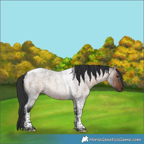 Horse Color:Brown Roan Dun Tobiano Rabicano Brindle 