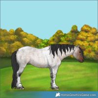 Horse Color:Brown Roan Dun Tobiano Rabicano Brindle
