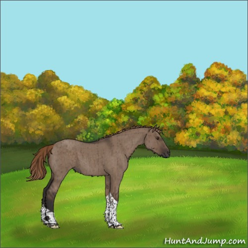 Horse Color:Liver Red Dun Roan Tobiano Rabicano Brindle 