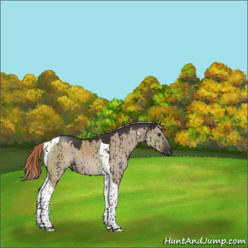 Horse Color:Liver Red Dun Tobiano Rabicano Brindle 
