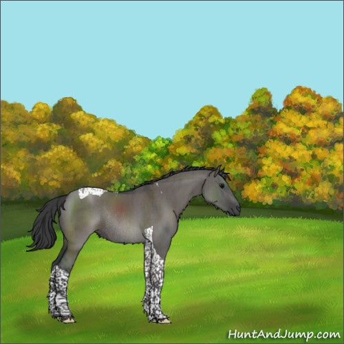 Horse Color:Grullo Tobiano Rabicano Brindle 