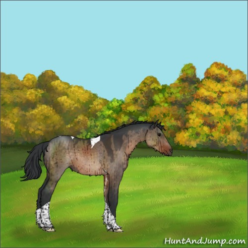 Horse Color:Brown Dun Tobiano Rabicano Brindle 