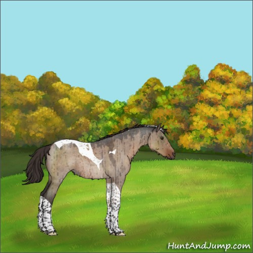 Horse Color:Liver Red Dun Roan Tobiano Rabicano Brindle 