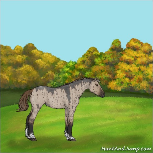 Horse Color:Liver Red Dun Roan Tobiano Rabicano Brindle 