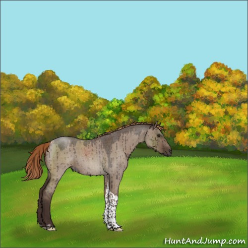 Horse Color:Liver Red Dun Roan Tobiano Rabicano Brindle 