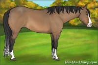 Horse Color:Bay Dun Splash Frame