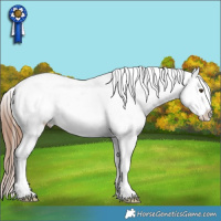 Horse Color:White Spotted Chestnut Tobiano Appaloosa 