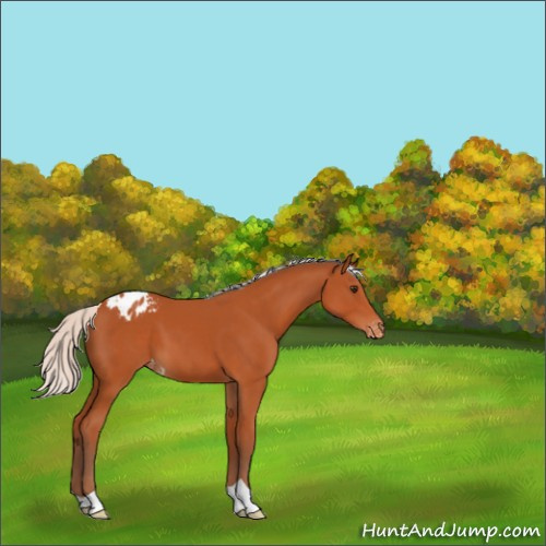 Horse Color:Silver Bay Appaloosa 