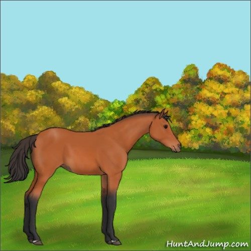 Horse Color:Bay 
