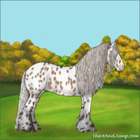 Horse Color:Silver Brown Dun Appaloosa 