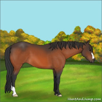 Horse Color:Bay 