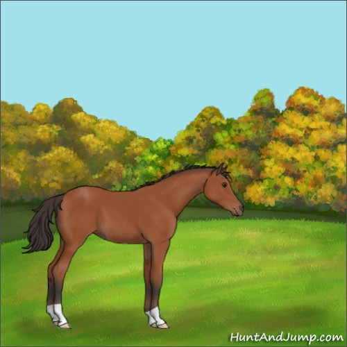 Horse Color:Bay 