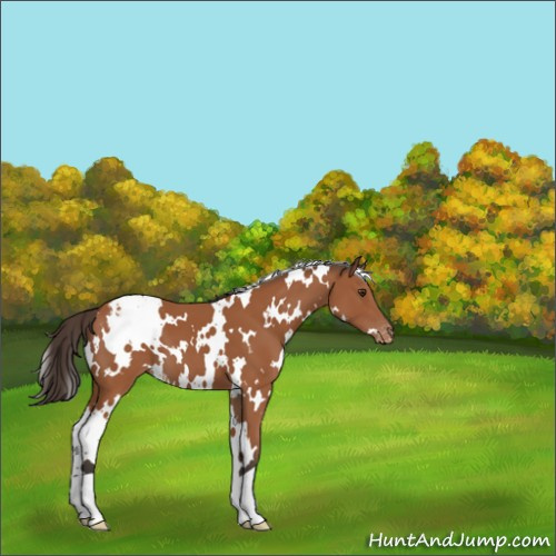 Horse Color:White Spotted Bay Appaloosa 