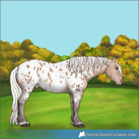 Horse Color:Silver Brown Dun Near Leopard 