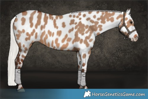 Horse Color:Silver Brown Dun Appaloosa 
