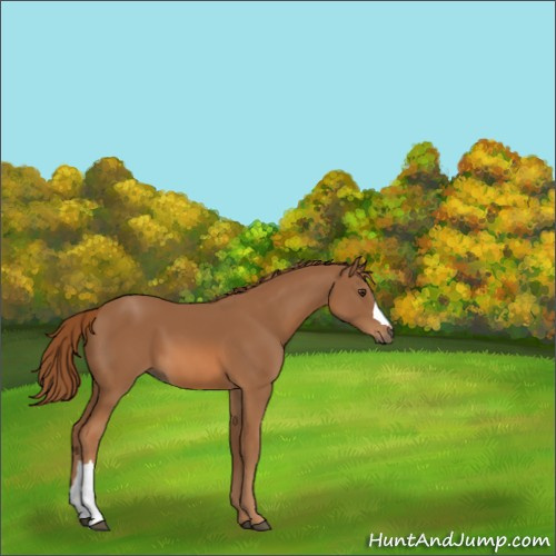 Horse Color:Chestnut 
