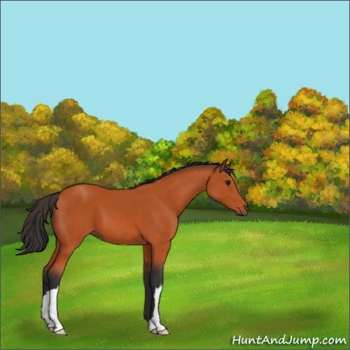 Horse Color:Bay 