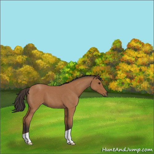 Horse Color:Bay Roan 