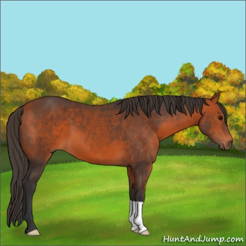 Horse Color:Bay 