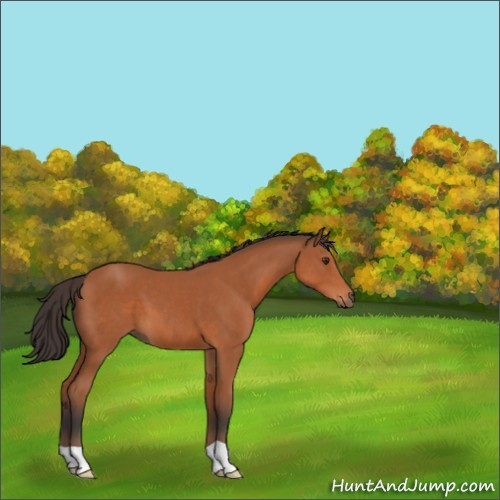Horse Color:Bay 