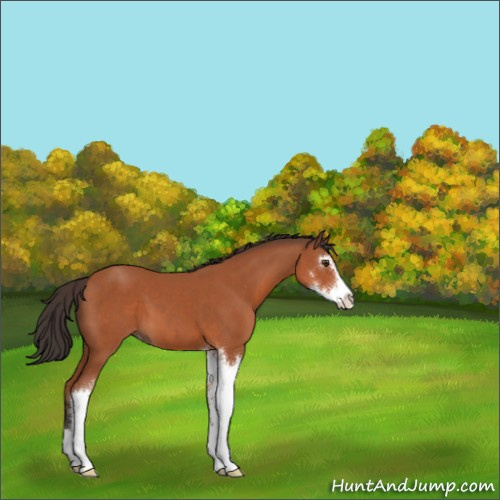 Horse Color:Bay Sabino 