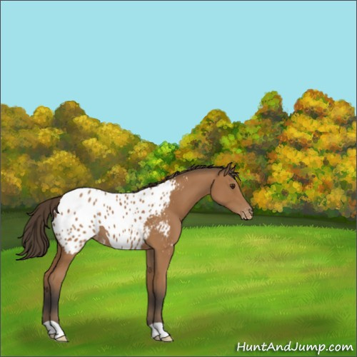 Horse Color:Bay Appaloosa 