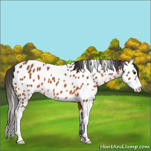 Horse Color:Bay Sabino Appaloosa 