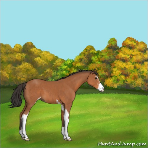 Horse Color:Bay Sabino 