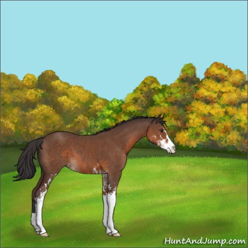 Horse Color:Bay Sabino Appaloosa 