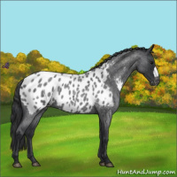 Horse Color:Blue Roan Appaloosa 