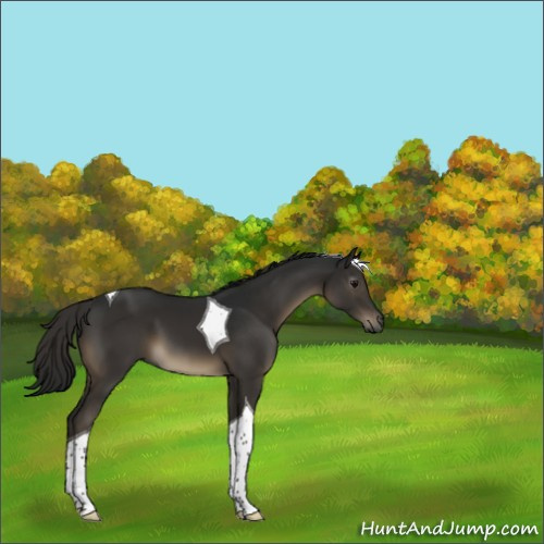 Horse Color:Gray Smoky Black Tobiano 
