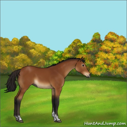 Horse Color:Gray Buckskin Tobiano 