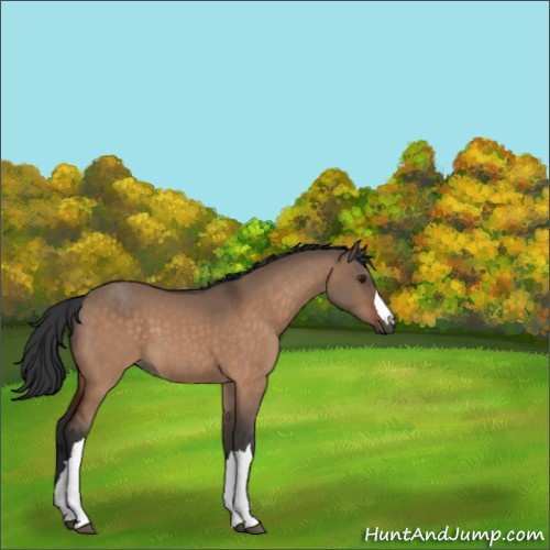 Horse Color:Brown Dun 