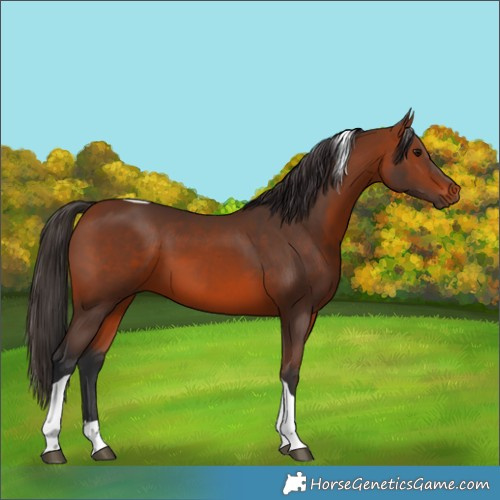 Horse Color:Bay Tobiano 