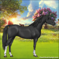 Horse Color:Black Tobiano 