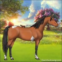 Horse Color:Bay Tobiano 