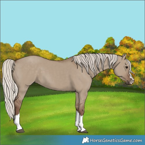 Horse Color:Silver Grullo 