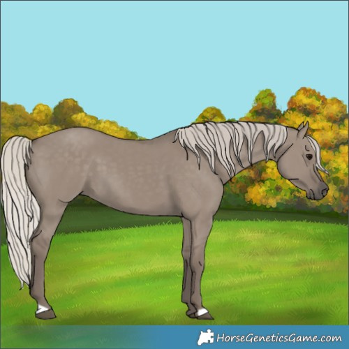Horse Color:Silver Grullo 