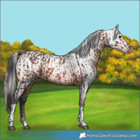 Horse Color:Brown Rabicano  and Gray Brown Rabicano 