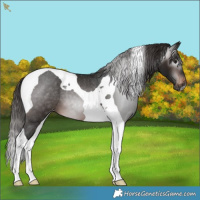 Horse Color:Gray Brown Tobiano Varnish 