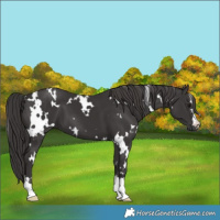 Horse Color:White Spotted Smoky Black 