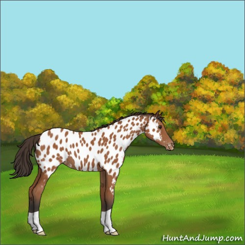 Horse Color:Bay Appaloosa 