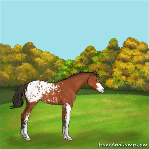 Horse Color:Bay Sabino Appaloosa 