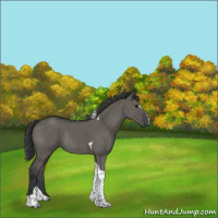 Horse Color:Grullo Sabino Tobiano Rabicano 