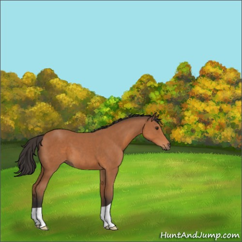 Horse Color:Bay 