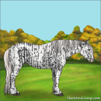 Horse Color:Black  and Smoky Creme 