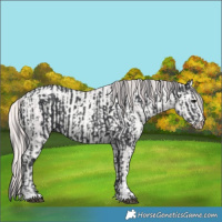 Horse Color:Black  and Smoky Creme 