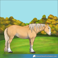 Horse Color:Palomino 