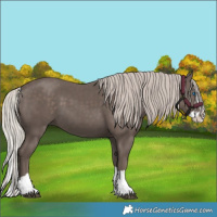 Horse Color:Silver Black Splash 