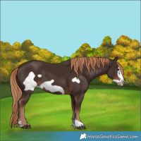 Horse Color:Liver Chestnut Frame